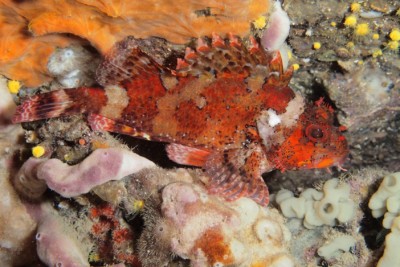 Scorpaena maderensis Scorpaenidae