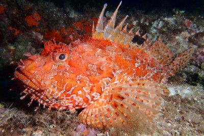 rascasse rouge / chapon Scorpaenidae