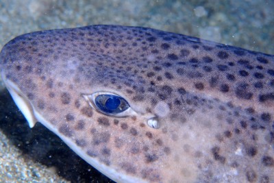 Scyliorhinus stellaris Scyliorhinidae