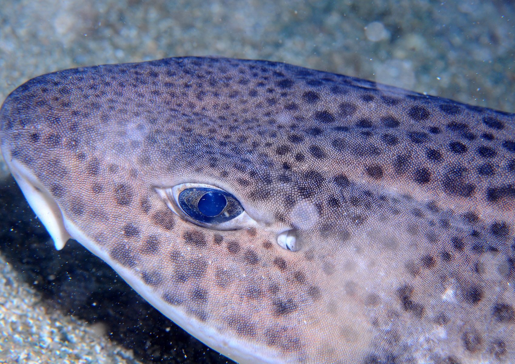 Scyliorhinus stellaris