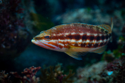 perchia Serranidae