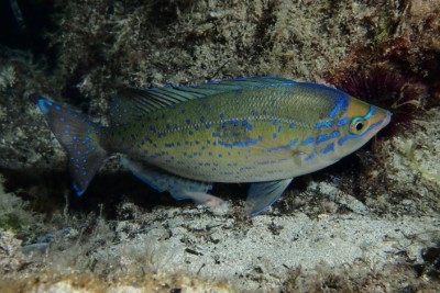 mennola Sparidae