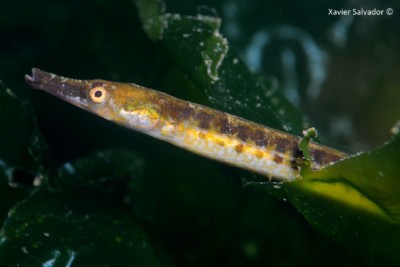 Syngnathus abaster Syngnathidae