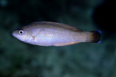 Centrolabrus melanocercus Labridae