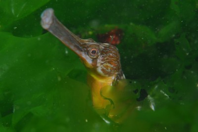 grand syngnathe Syngnathidae