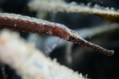 Syngnathus rostellatus Syngnathidae