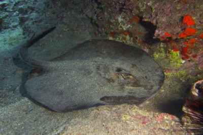 Taeniura grabata Dasyatidae