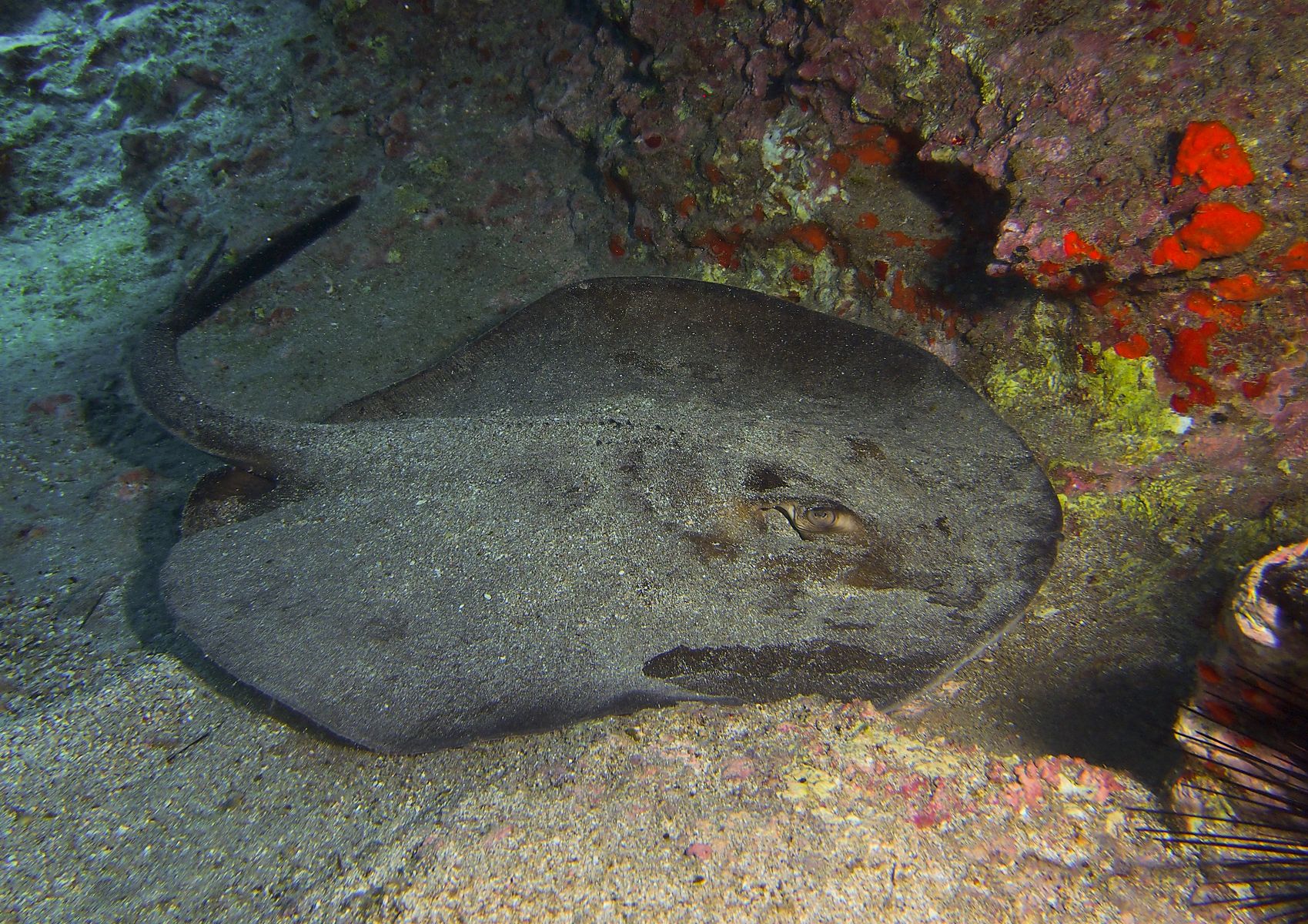 Taeniura grabata