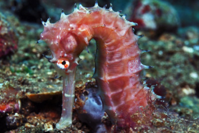 hippocampe épineux Syngnathidae