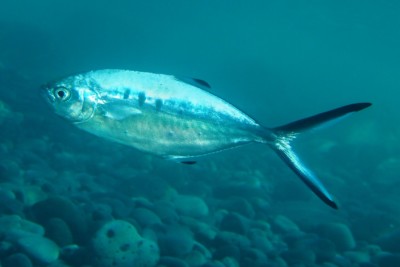 leccia stella Carangidae