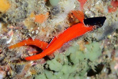 Tripterygion melanurus Blenniidae