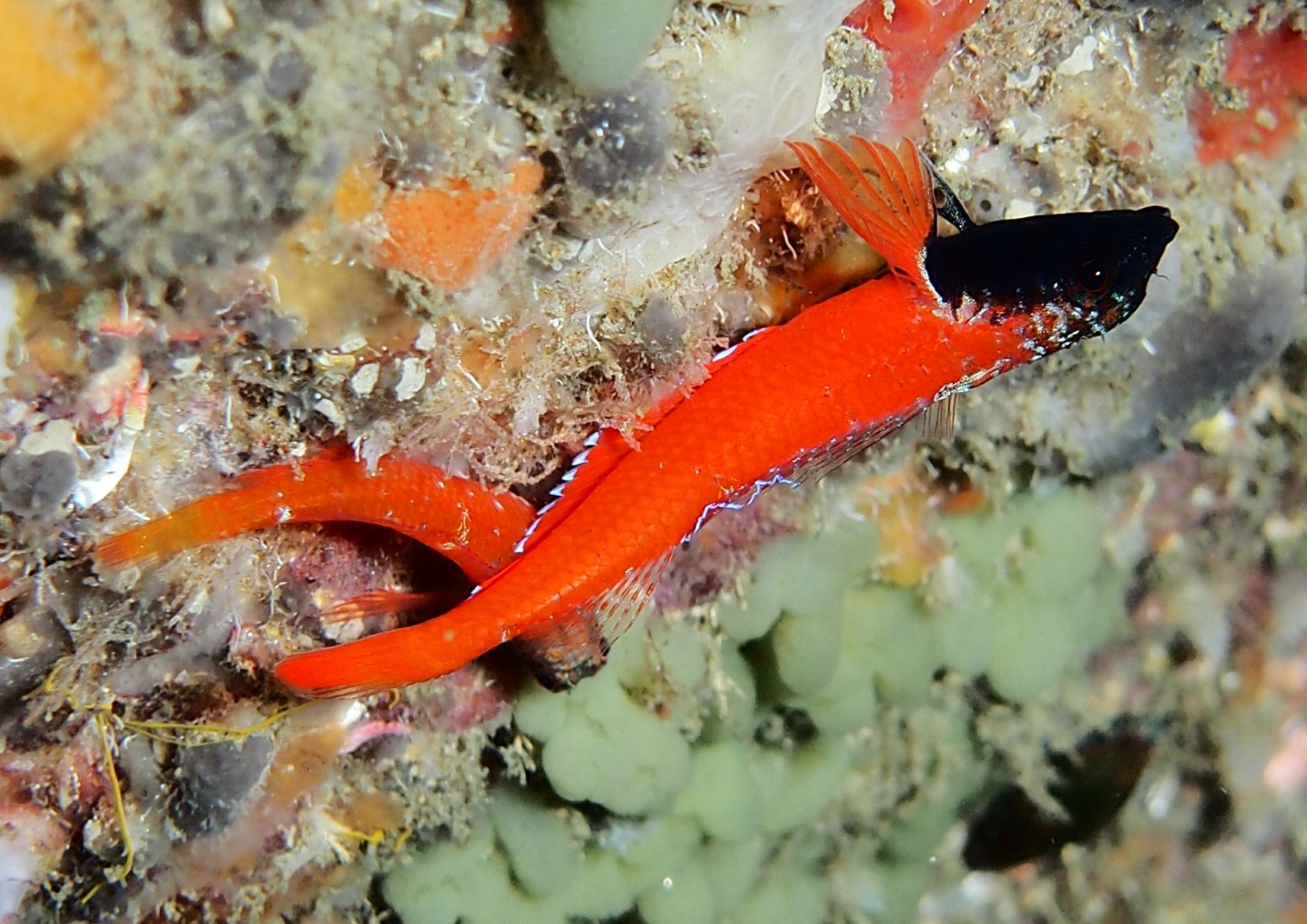 Tripterygion melanurus