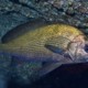 picture of Umbrina canariensis