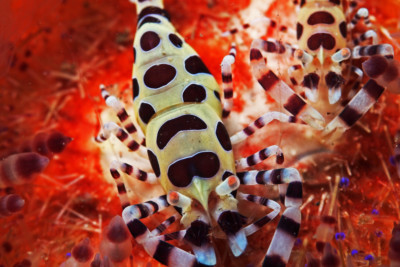 Periclimenes colemani Palaemonidae