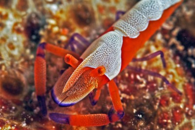Periclimenes imperator Palaemonidae