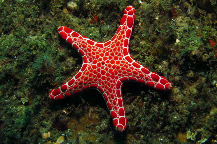 Etoile de mer, un animal insolite