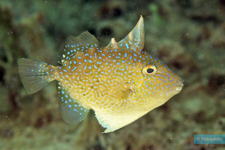 Balistes capriscus - pesce balestra grigio