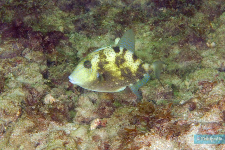 Balistes capriscus - pesce balestra grigio