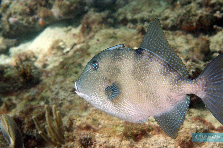 Balistes capriscus - pesce balestra grigio