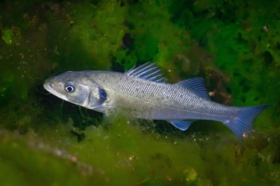 spigola Moronidae