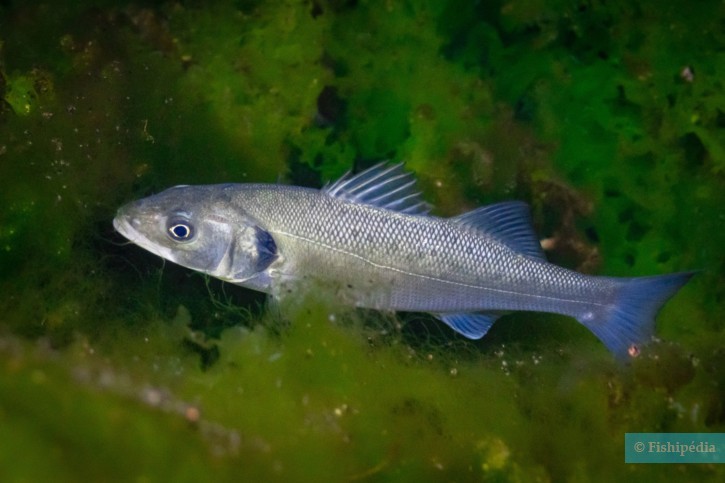 Dicentrarchus labrax