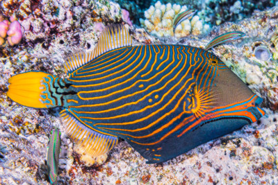baliste ondulé Balistidae