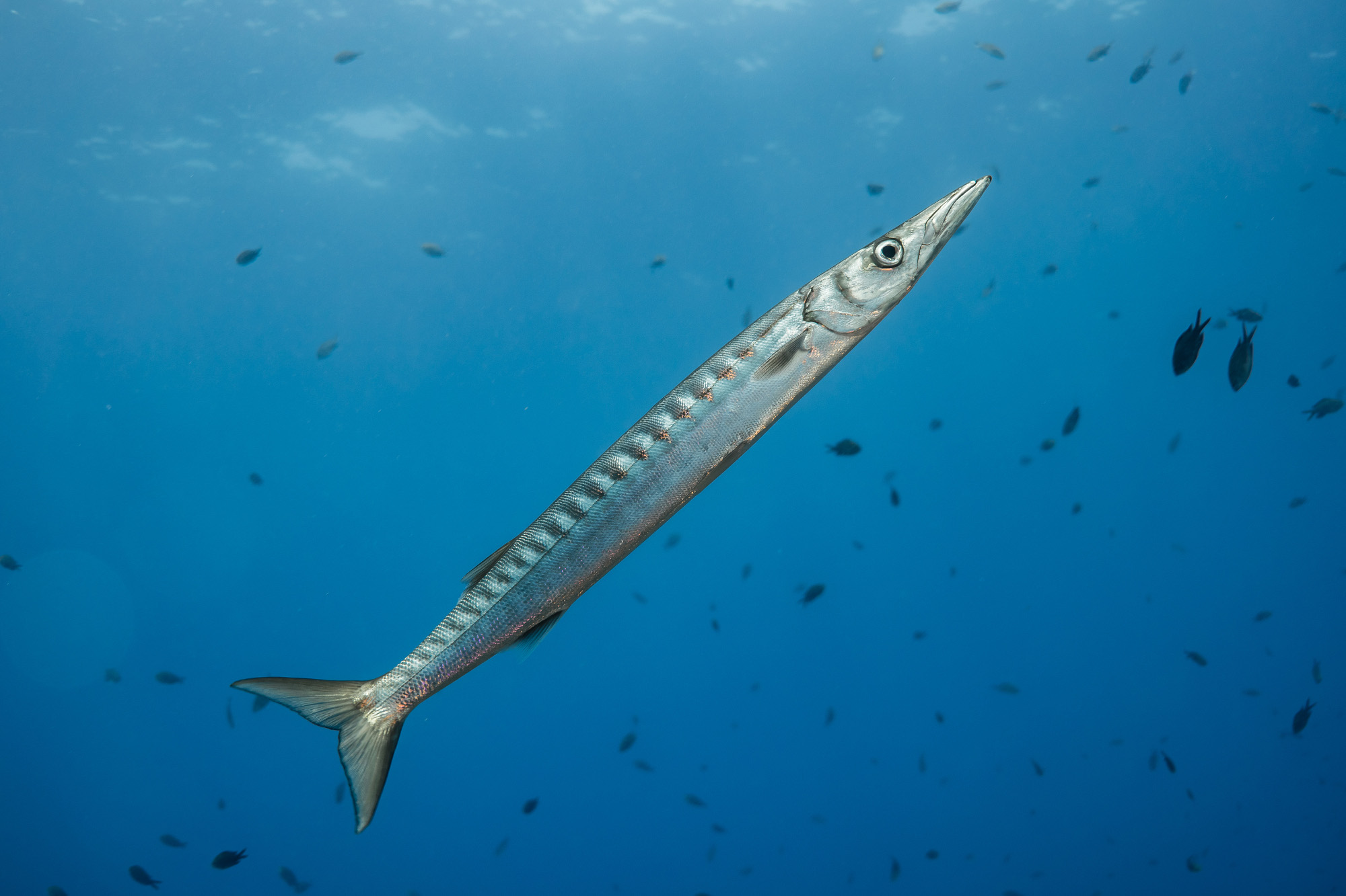 Sphyraena viridensis