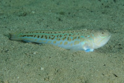tracina drago Trachinidae