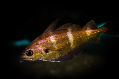 Trisopterus luscus Gadidae