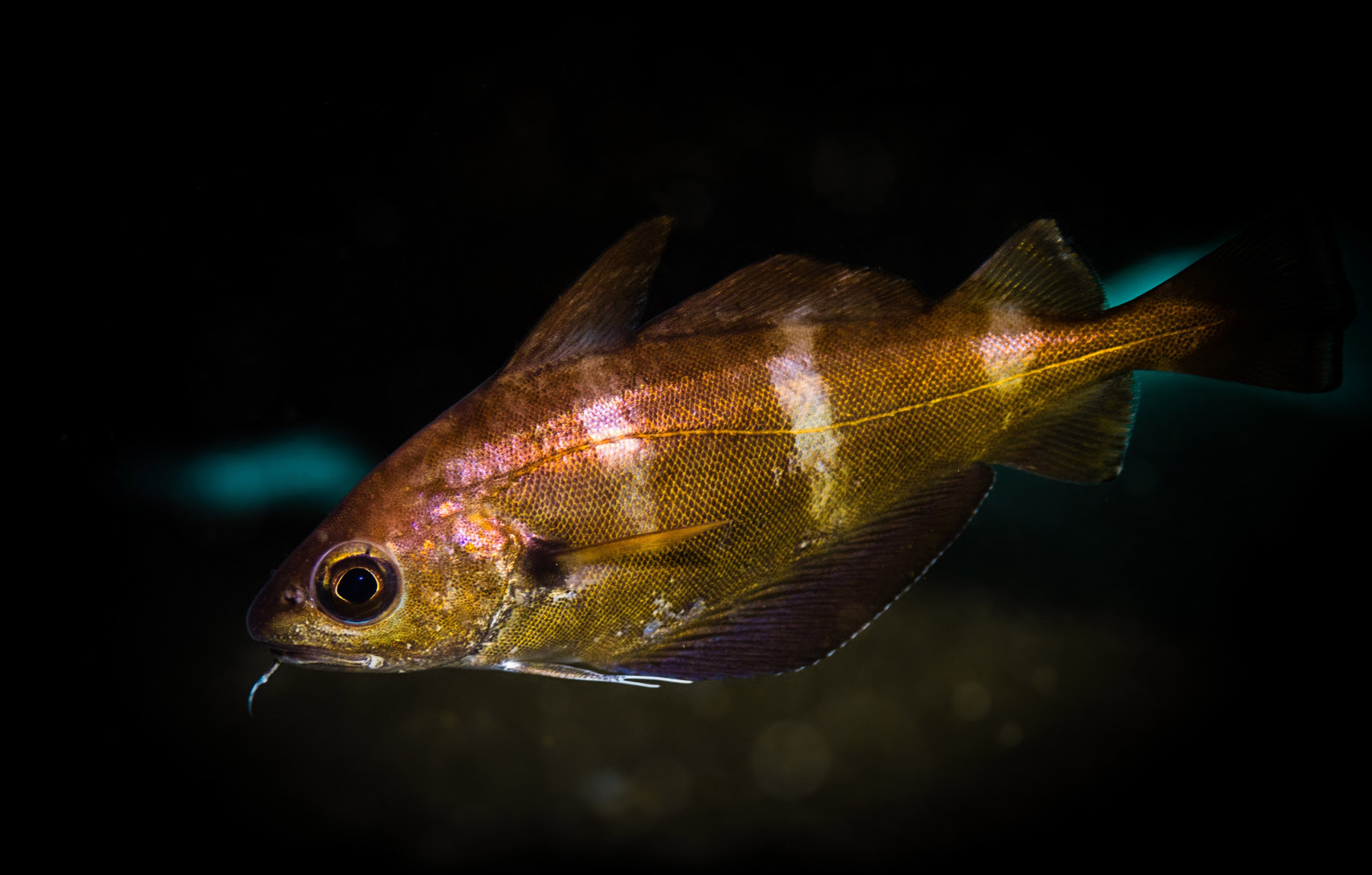 Trisopterus luscus