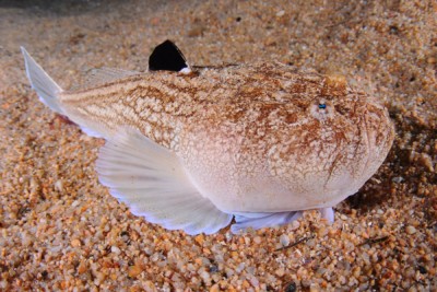 pesce prete Uranoscopidae