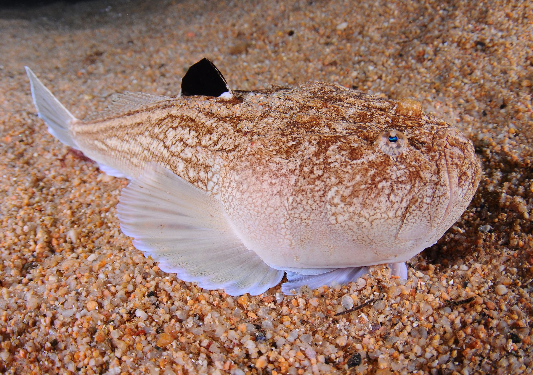 Uranoscopus scaber