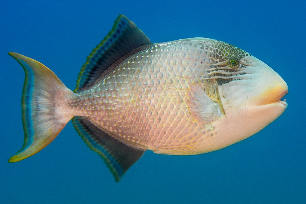 Pseudobalistes flavimarginatus