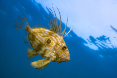 pesce san pietro Zeidae