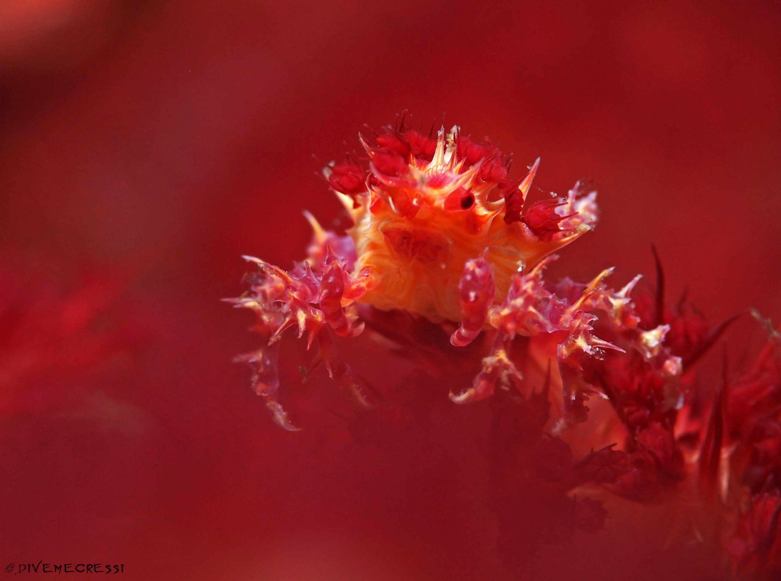 Hoplophrys oatesi
