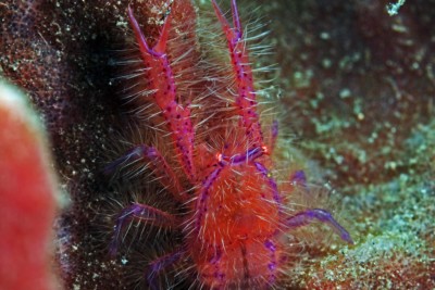 Lauriea siagiani Galatheidae