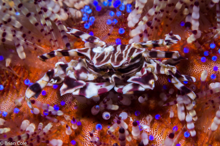 Zebra Urchin Crab
