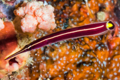 Diademichthys lineatus Gobiesocidae
