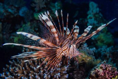 poisson-lion Scorpaenidae