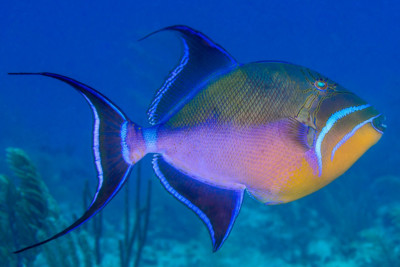 Balistes vetula Balistidae