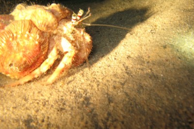 Dardanus tinctor Diogenidae
