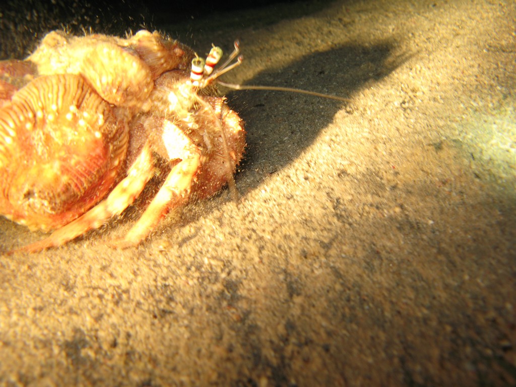 Dardanus tinctor