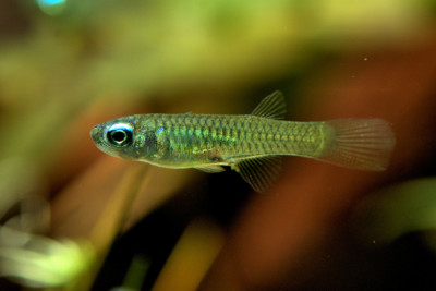 Poropanchax normani (ex. Aplocheilichthys) Procatopodidae