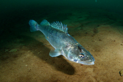sandre Percidae