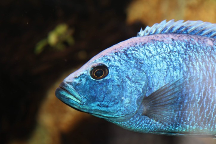 Sciaenochromis Fryeri