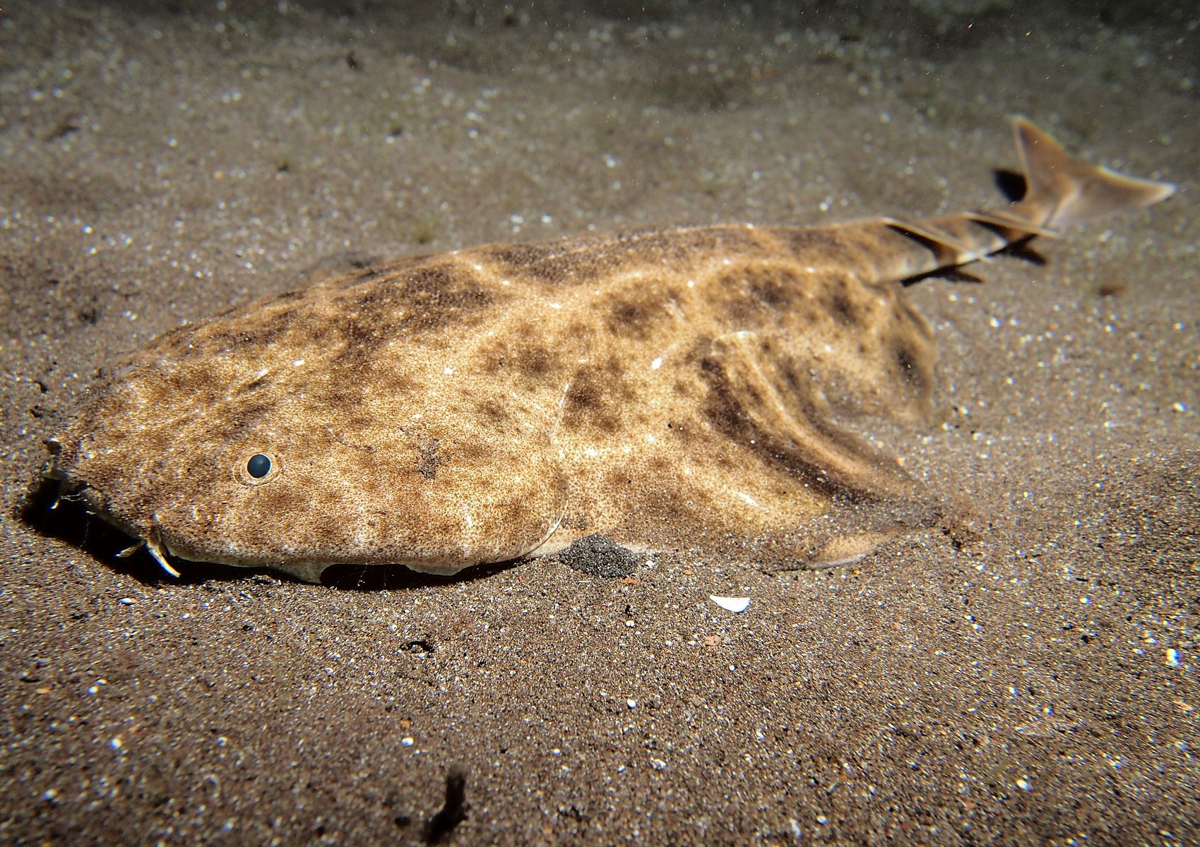 Squatina
