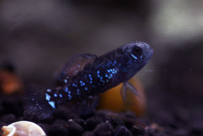 Elassoma evergladei Elassomatidae