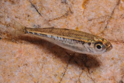 Atherina boyeri Atherinidae