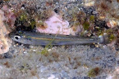 Atherina presbyter Atherinidae