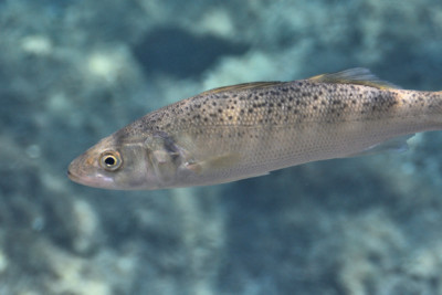 spigola puntata Moronidae